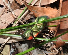 Temognatha variabilis