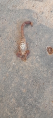 Pseudolychas ochraceus