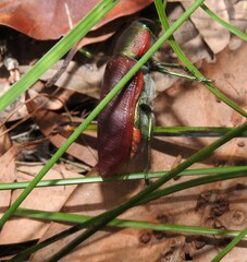 Temognatha variabilis