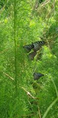 Ideopsis vulgaris macrina