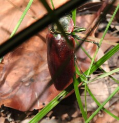 Temognatha variabilis