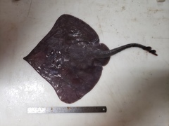 Bathyraja spinicauda