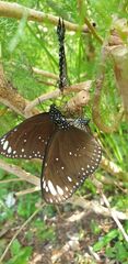 Euploea crameri bremeri