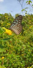Ideopsis vulgaris macrina