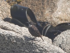 Cinclodes nigrofumosus