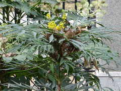 Berberis × hortensis