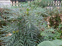 Berberis × hortensis