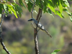 Coracina papuensis