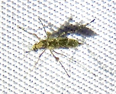Aedeomyia squamipennis