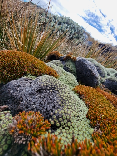 Image of Raoulia goyenii by no rights reserved