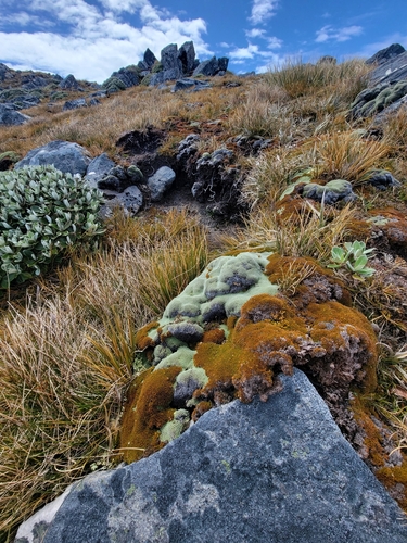 Image of Raoulia goyenii by no rights reserved