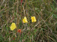 Oenothera stricta