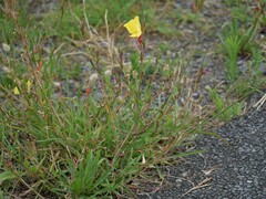 Oenothera stricta