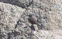 Cinclodes nigrofumosus