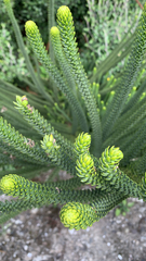Eutacta