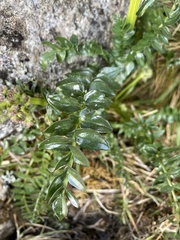 Valeriana micropterina