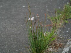 Asphodelus fistulosus