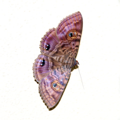 Speiredonia spectans