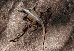 Oplurus grandidieri