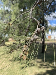 Casuarina cunninghamiana