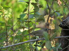 Stomiopera unicolor