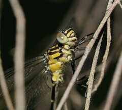 Hemigomphus