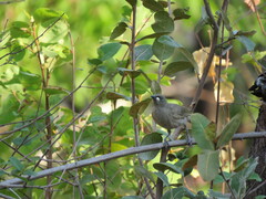 Stomiopera unicolor
