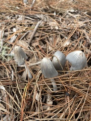 Lanatulae