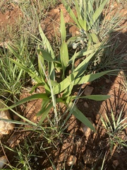 Schizocarphus nervosus