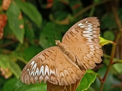 Tanaecia pelea