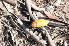 Julodimorpha bakewelli