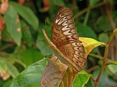 Tanaecia pelea