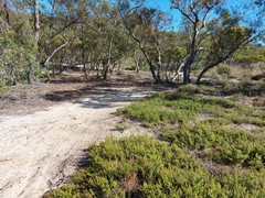 Julodimorpha bakewelli