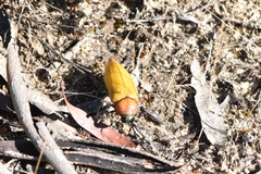 Julodimorpha bakewelli