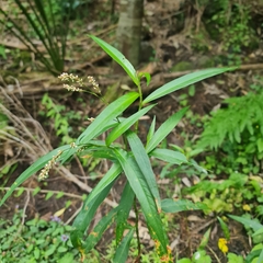 Persicaria decipiens