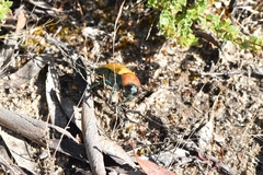 Julodimorpha bakewelli