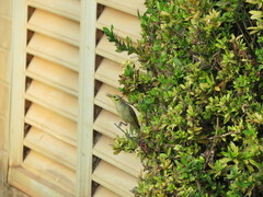 Ptilotula flavescens