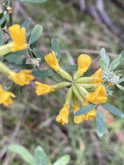 Acmispon dendroideus