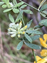 Acmispon dendroideus