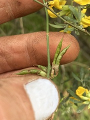 Acmispon dendroideus
