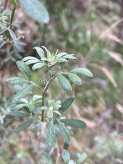 Acmispon dendroideus
