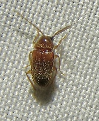 Ptilodactyla