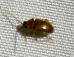 Ptilodactyla