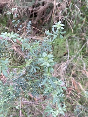 Acmispon dendroideus