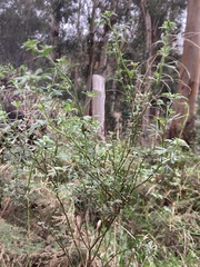 Acmispon dendroideus