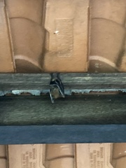 Cynopterus brachyotis