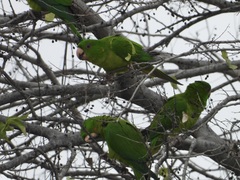 Psittacara holochlorus