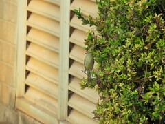 Ptilotula flavescens