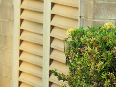 Ptilotula flavescens