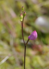 Calopogon tuberosus